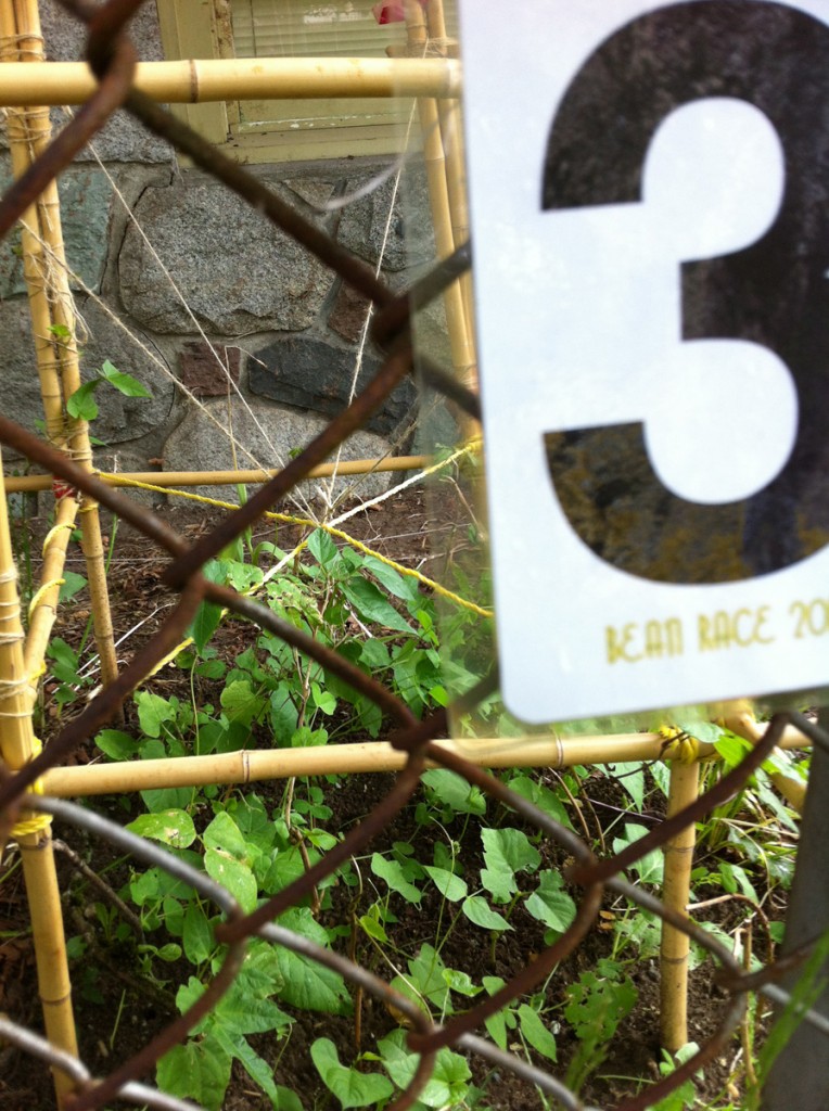 Bean Race progress, June 2013